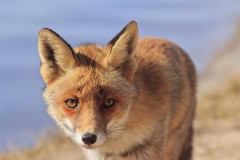 ��ͨ�齫������������Ƶ���㶫��ɽ���˴�ί�ḱ����׹¥������(ͼ)...